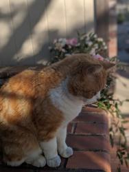 Lost Male Cat last seen White Cloud and big arrow , Citrus Heights, CA 95621