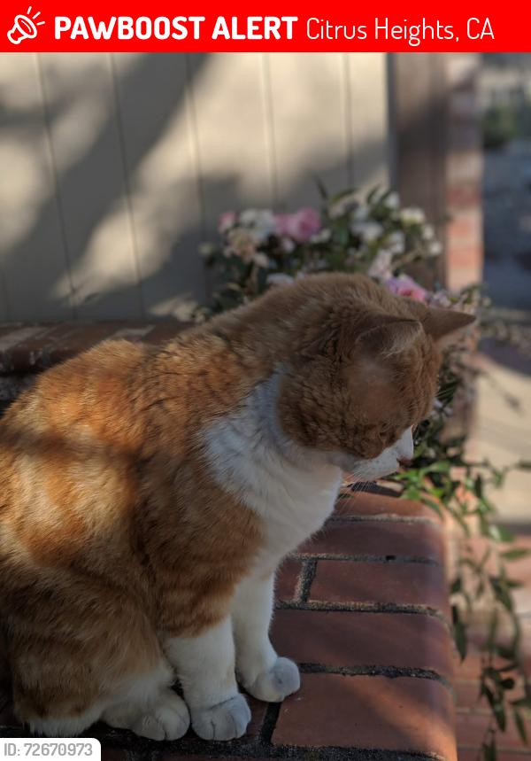 Lost Male Cat last seen White Cloud and big arrow , Citrus Heights, CA 95621