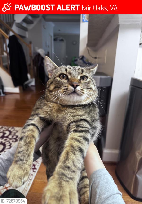 Lost Male Cat last seen Waples mill, Fair Oaks, VA 22033
