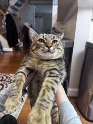 Lost Male Cat last seen Waples mill, Fair Oaks, VA 22033