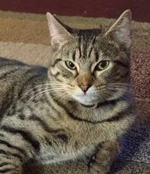 Lost Male Cat last seen Ridgeway off of Skylark Street, Hobe Sound, FL 33455