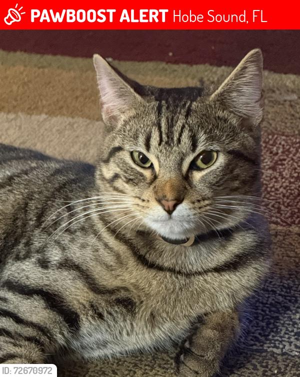 Lost Male Cat last seen Ridgeway off of Skylark Street, Hobe Sound, FL 33455