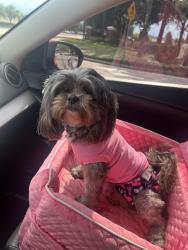 Lost Female Dog last seen Near Kendall pointe dr, Jacksonville, FL 32225