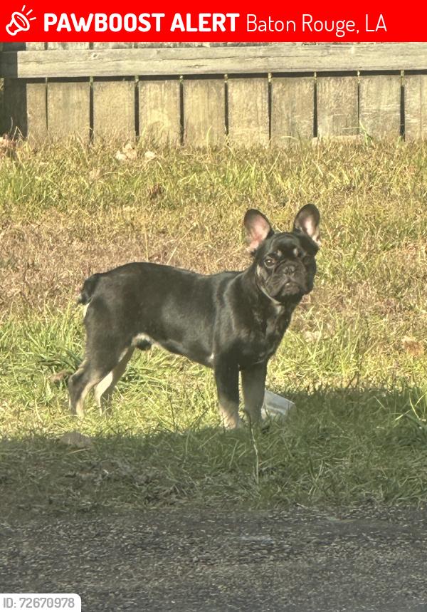 Lost Male Dog last seen Mollylea, Baton Rouge, LA 70815