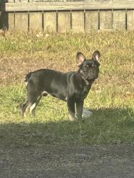 Lost Male Dog last seen Mollylea, Baton Rouge, LA 70815