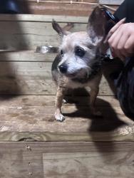 Found/Stray Unknown Dog last seen Trinity stables , Lawrenceville, GA 30043