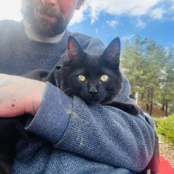 Lost Male Cat last seen Chilis Escondido, Escondido, CA 92025