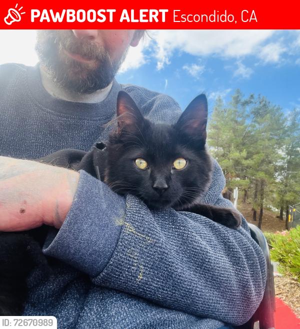 Lost Male Cat last seen Chilis Escondido, Escondido, CA 92025