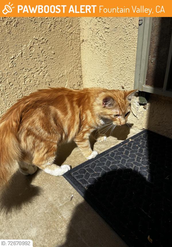 Found/Stray Unknown Cat last seen Fountain Park cndmnium complex on Euclid and Edinger , Fountain Valley, CA 92708