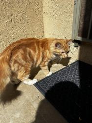 Found/Stray Unknown Cat last seen Fountain Park cndmnium complex on Euclid and Edinger , Fountain Valley, CA 92708
