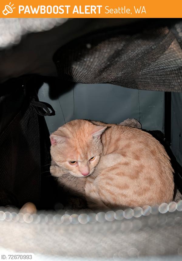 Found/Stray Unknown Cat last seen Summit Ave & Republican, Seattle, WA 98102