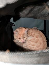 Found/Stray Unknown Cat last seen Summit Ave & Republican, Seattle, WA 98102