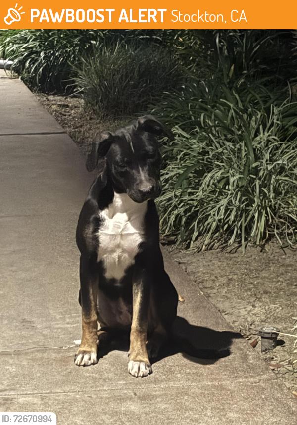Found/Stray Female Dog last seen Moreing Road, Stockton, CA 95204