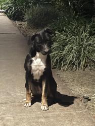 Found/Stray Female Dog last seen Moreing Road, Stockton, CA 95204