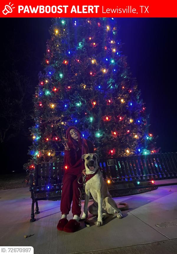 Lost Female Dog last seen Old orchard , Lewisville, TX 75077