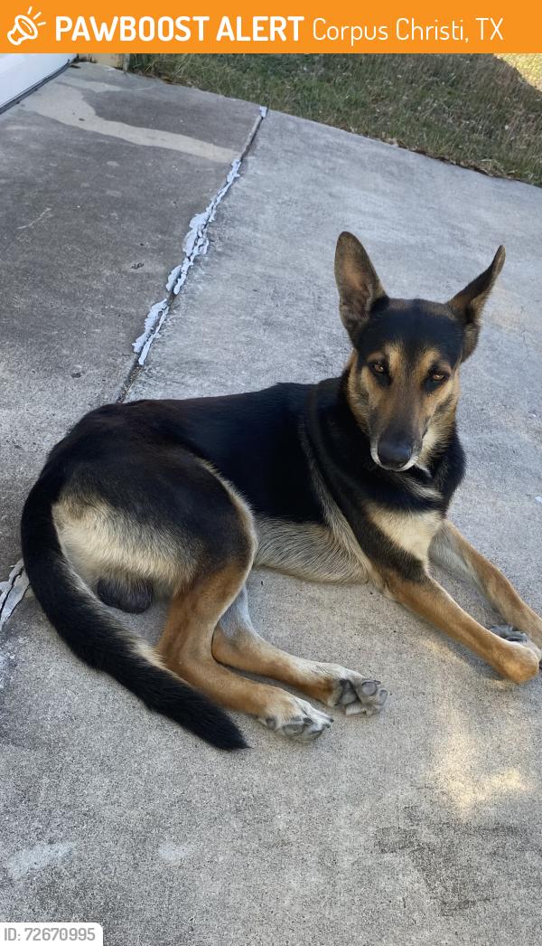 Found/Stray Male Dog last seen Persimmon, Corpus Christi, TX 78415