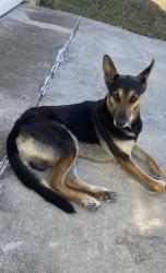 Found/Stray Male Dog last seen Persimmon, Corpus Christi, TX 78415