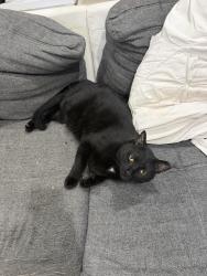 Lost Male Cat last seen SE 13th Ave & SE 3rd Ave, Pompano Beach, FL 33060