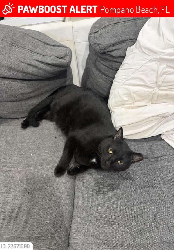 Lost Male Cat last seen SE 13th Ave & SE 3rd Ave, Pompano Beach, FL 33060