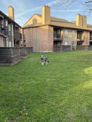 Found/Stray Unknown Dog last seen Near frankford rd , Dallas, TX 75287