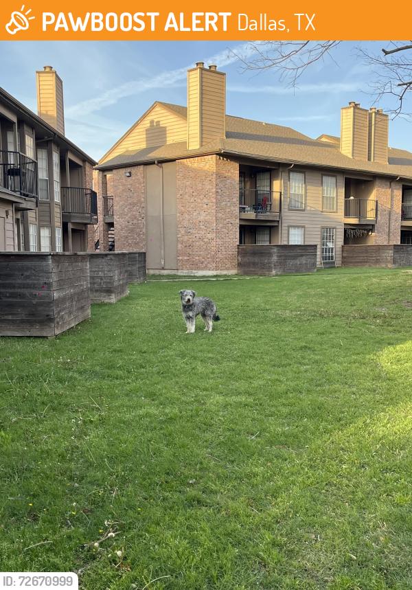 Found/Stray Unknown Dog last seen Near frankford rd , Dallas, TX 75287