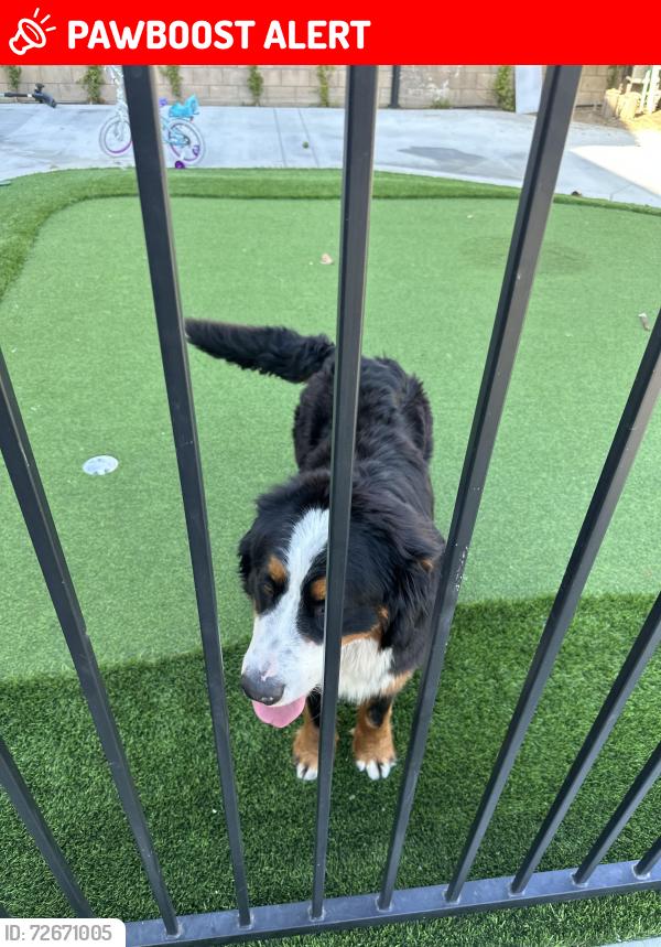 Lost Male Dog last seen 10th Avenue and Camino real , Mayflower Village, CA 91006