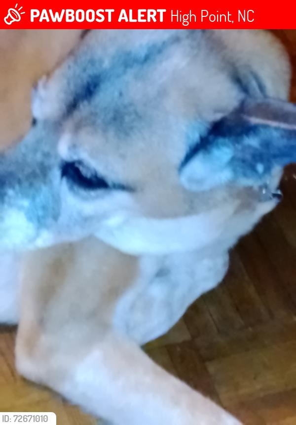 Lost Female Dog last seen Triangle lake rd, High Point, NC 27260