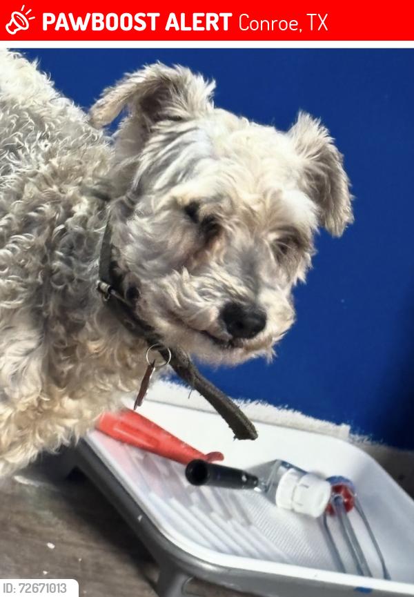Lost Male Dog last seen Near Silverdale Drive, Conroe, TX 77301