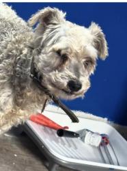 Lost Male Dog last seen Near Silverdale Drive, Conroe, TX 77301