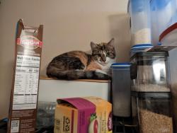 Lost Female Cat last seen A&M university , Huntsville, AL 35811