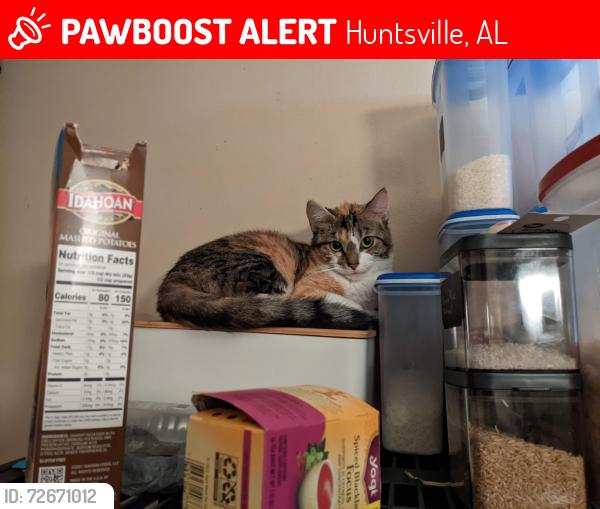 Lost Female Cat last seen A&M university , Huntsville, AL 35811