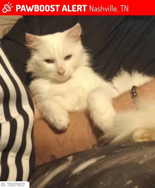 Lost Female Cat last seen Bell Rd Percy priest damn dodson chapel rd, Nashville, TN 37076