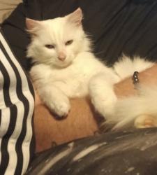 Lost Female Cat last seen Bell Rd Percy priest damn dodson chapel rd, Nashville, TN 37076