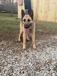 Found/Stray Female Dog last seen Lavender rd , Cleveland County, NC 28073