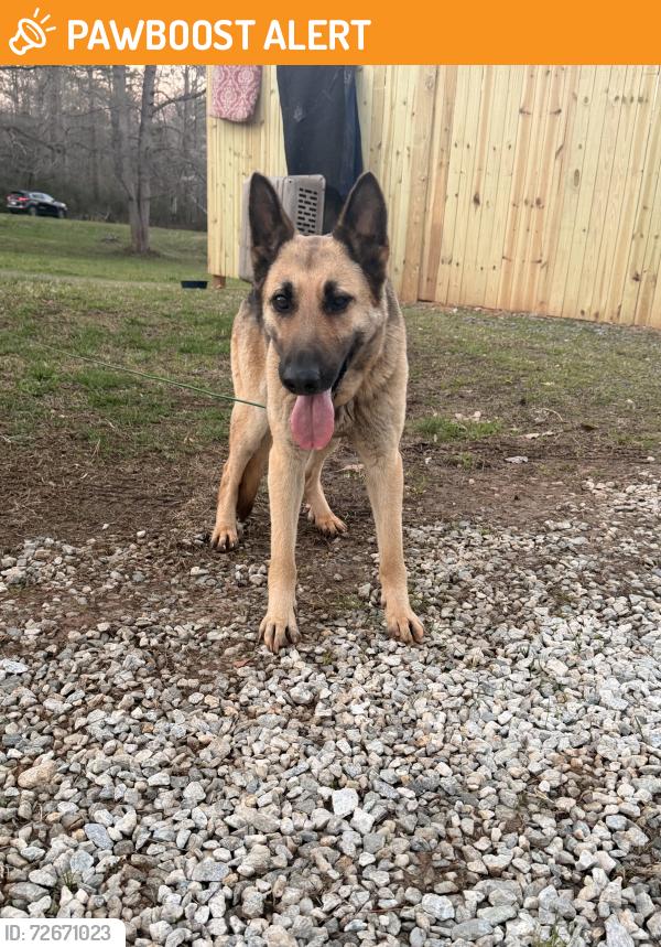 Found/Stray Female Dog last seen Lavender rd , Cleveland County, NC 28073