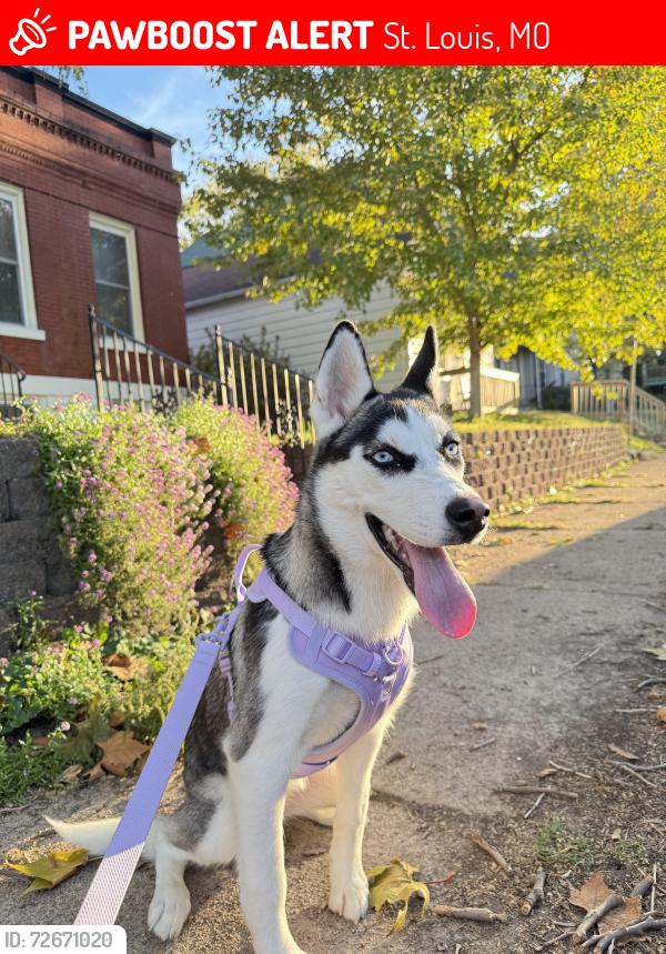 Lost Female Dog last seen nearly 6527 Michigan av , St. Louis, MO 63111