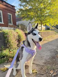 Lost Female Dog last seen nearly 6527 Michigan av , St. Louis, MO 63111
