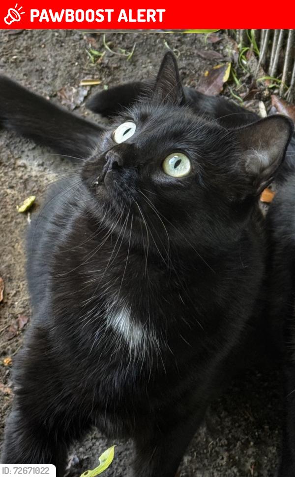 Lost Male Cat last seen Calle Belardes, San Juan Capistrano, CA 92675