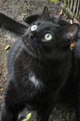 Lost Male Cat last seen Calle Belardes, San Juan Capistrano, CA 92675