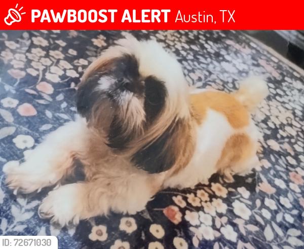 Lost Female Dog last seen Rosewood ave and Webberville rd , Austin, TX 78702