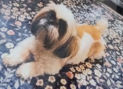Lost Female Dog last seen Rosewood ave and Webberville rd , Austin, TX 78702