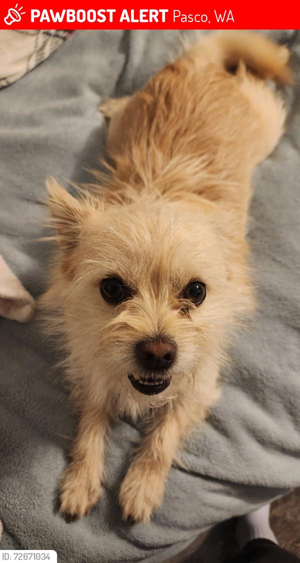Lost Male Dog last seen Sagemoor , Pasco, WA 99354