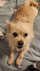 Lost Male Dog last seen Sagemoor , Pasco, WA 99354
