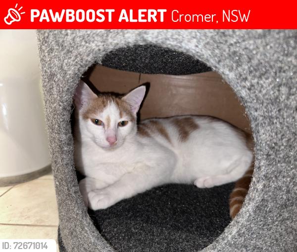 Lost Male Cat last seen Round about near Fisher road, Campbell Ave and Lynwood ave, Cromer, NSW 2099