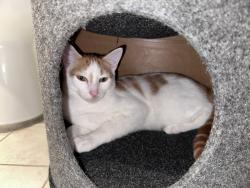 Lost Male Cat last seen Round about near Fisher road, Campbell Ave and Lynwood ave, Cromer, NSW 2099