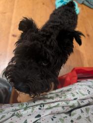 Lost Male Dog last seen Las Vegas and 96th, Oakland, CA 94605
