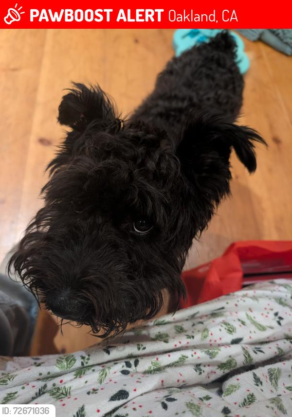 Lost Male Dog last seen Las Vegas and 96th, Oakland, CA 94605