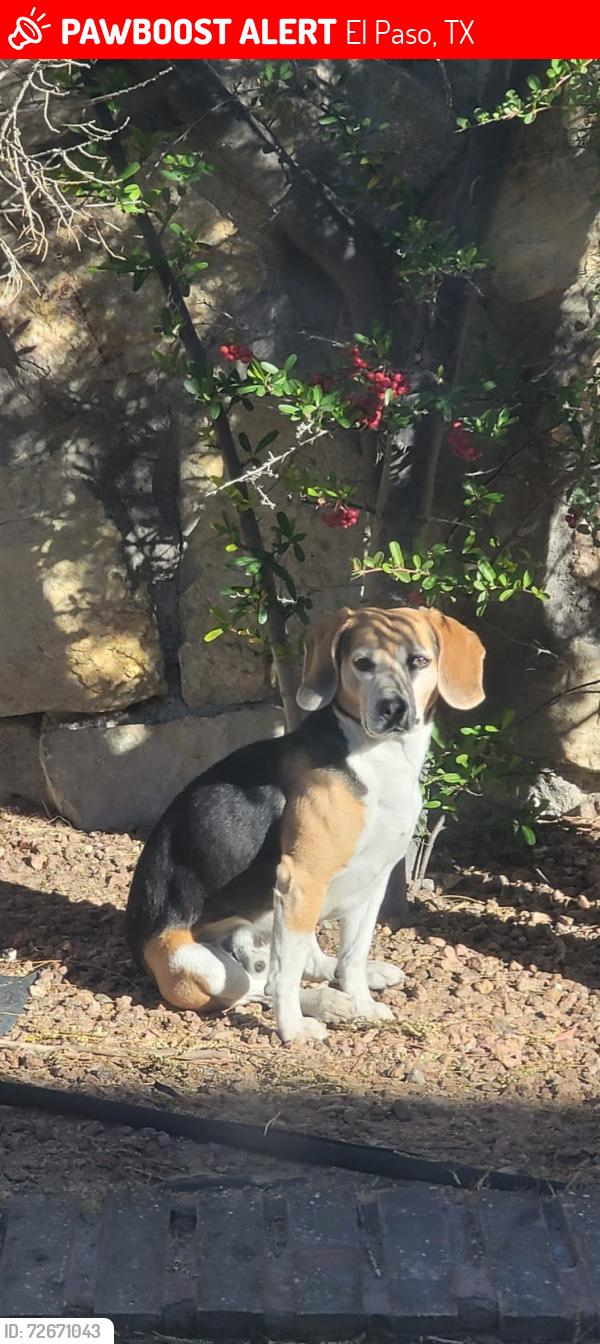 Lost Male Dog last seen Ojo de Agua , El Paso, TX 79912