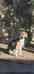 Lost Male Dog last seen Ojo de Agua , El Paso, TX 79912