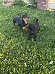 Found/Stray Male Dog last seen Pacific , Santa Ana, CA 92701